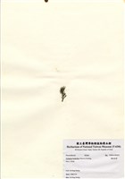 藏品(蘚狀束藻)的圖片